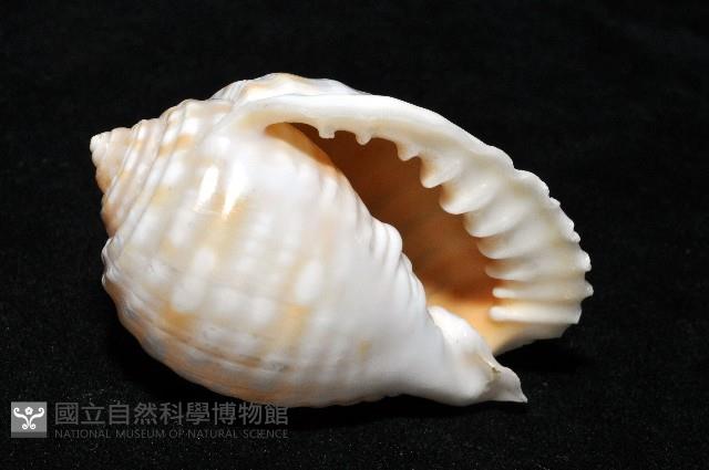巴西粗齒鶉螺藏品圖，第15張