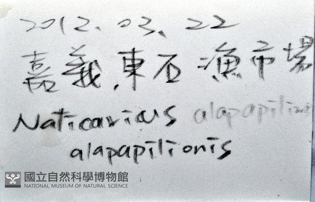 蝴蝶玉螺藏品圖，第15張