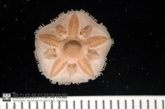 未知種開曼海星藏品圖，第15張