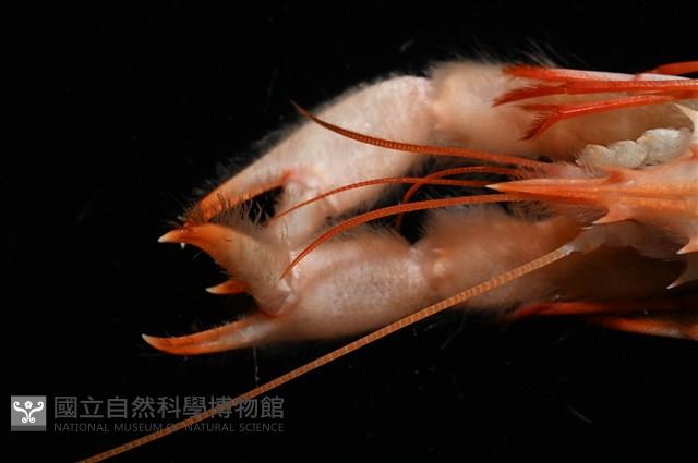 史氏擬海螯蝦藏品圖，第15張