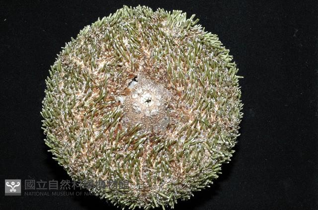 喇叭毒棘海膽藏品圖，第15張