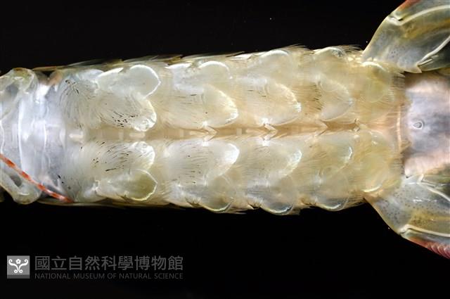 脊尾齒指蝦蛄藏品圖，第15張