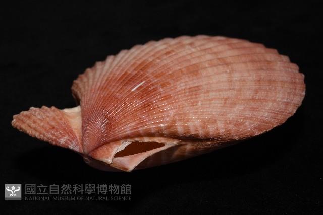 澳洲海扇蛤藏品圖，第15張