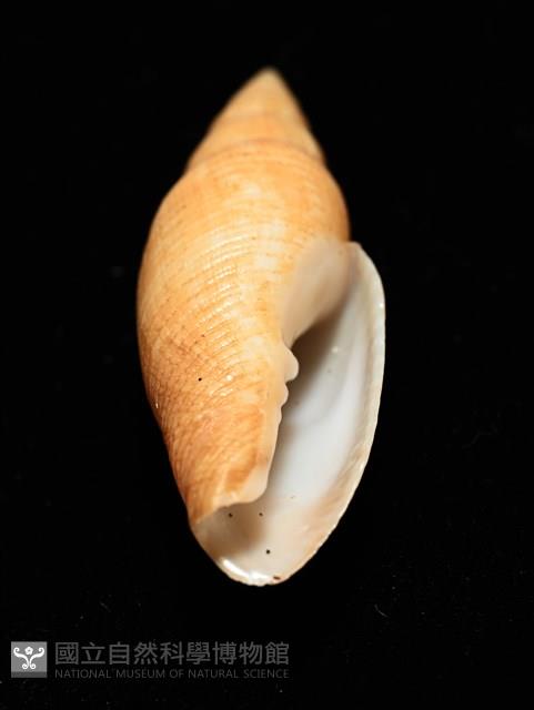 靈犀筆螺藏品圖，第15張