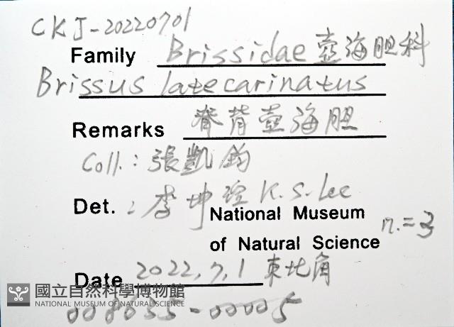 脊背壺海膽藏品圖，第15張