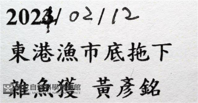 黃海毛蟲藏品圖，第15張