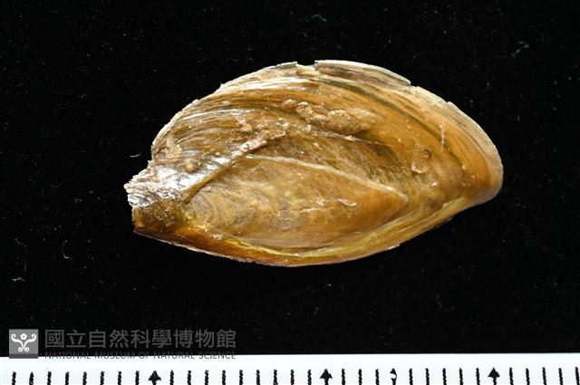 婆羅洲鳳螺藏品圖，第15張