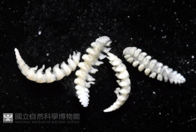 中華淺鰓虱藏品圖，第15張