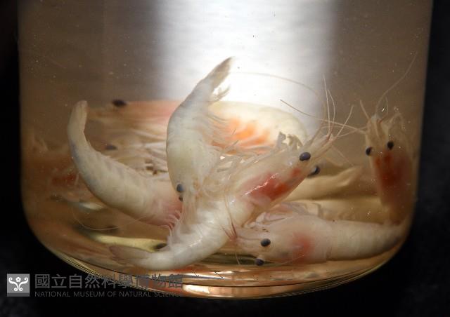 湧泉新米蝦藏品圖，第15張