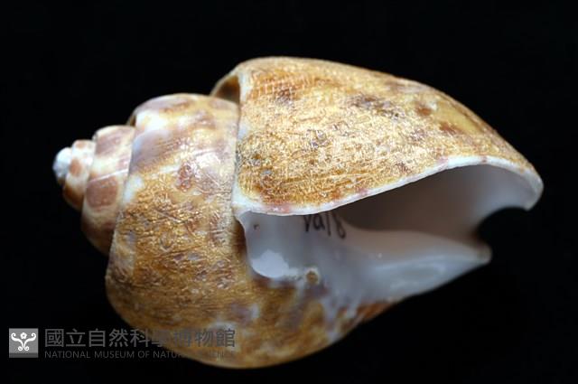 阿拉伯鳳螺藏品圖，第15張
