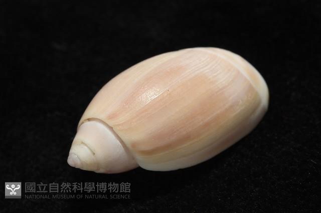 寬口彈頭螺藏品圖，第15張