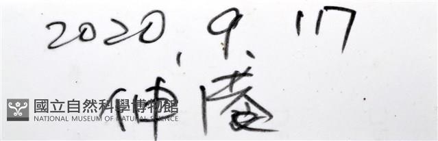 亞氏海豆芽藏品圖，第15張