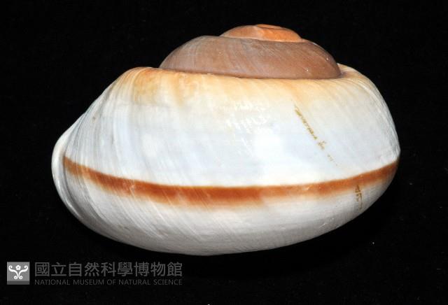 大王鱉甲蝸牛藏品圖，第15張