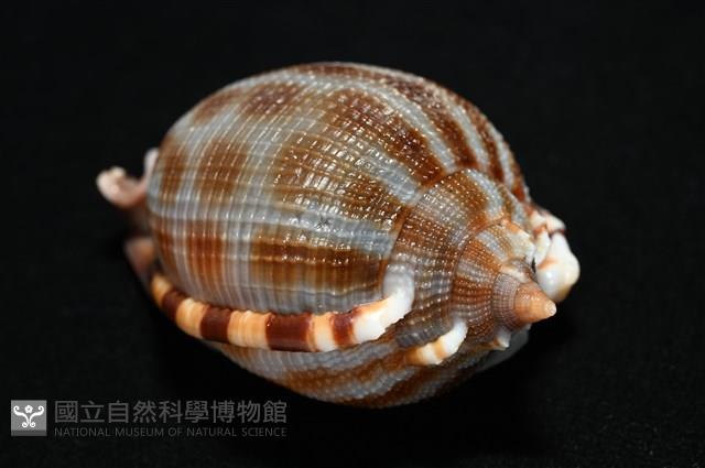 布紋鬘螺藏品圖，第15張