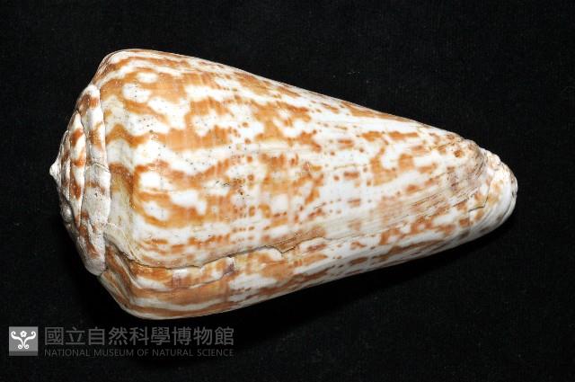 大芋螺藏品圖，第15張