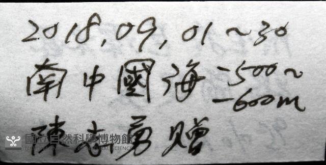 深海板茗荷藏品圖，第15張