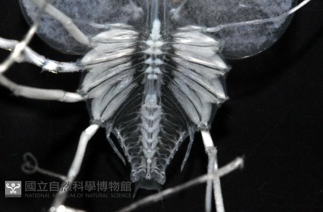 未知種蟬蝦亞科幼生藏品圖，第15張
