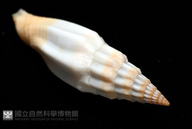 老鳥蛹筆螺藏品圖，第15張