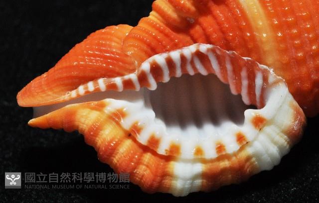 豔紅美法螺藏品圖，第15張
