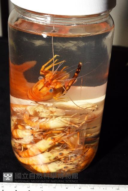 貪食沼蝦藏品圖，第15張