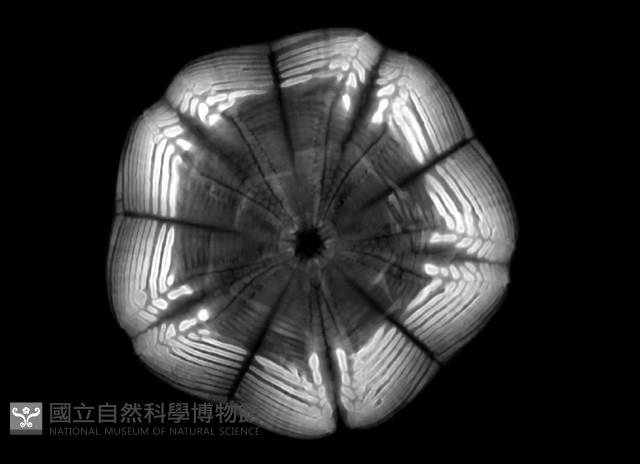 扁平蛛網海膽藏品圖，第15張