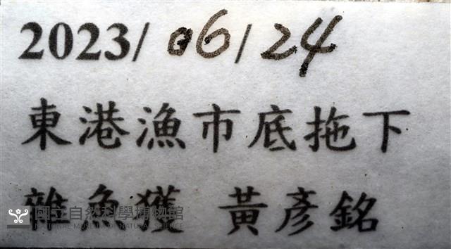 粒毛冠海膽藏品圖，第15張