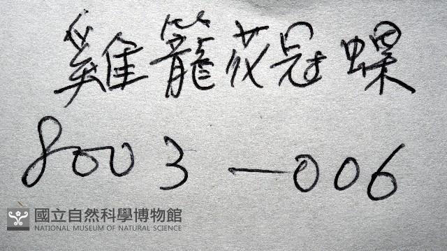 雞籠花冠螺藏品圖，第15張