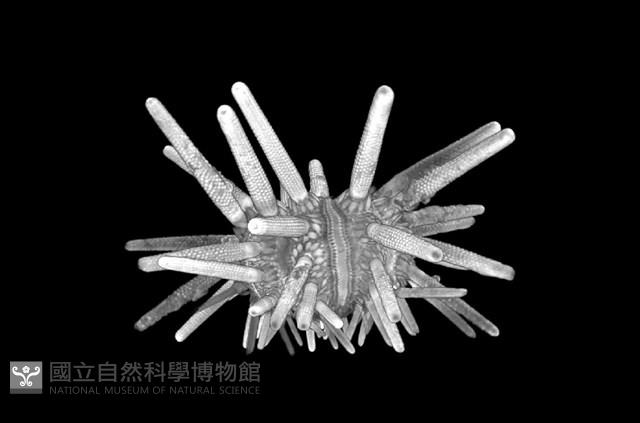 冠棘真頭帕海膽藏品圖，第15張