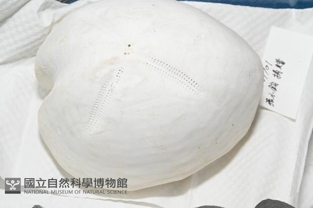 未知種緣帶海膽藏品圖，第15張