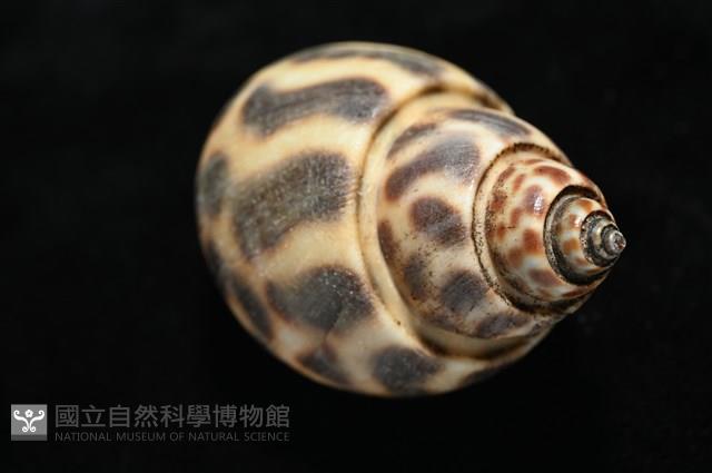 婆羅洲鳳螺藏品圖，第15張