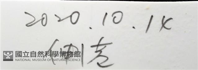 亞氏海豆芽藏品圖，第15張