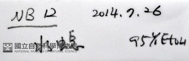 未知種水螅藏品圖，第15張