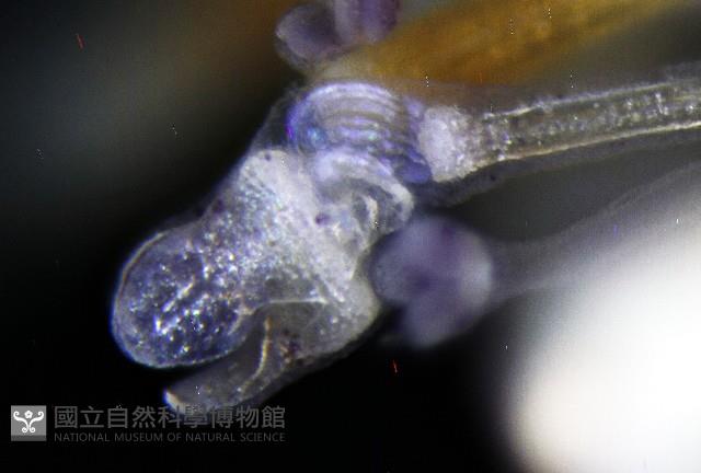 疣裸海膽藏品圖，第15張