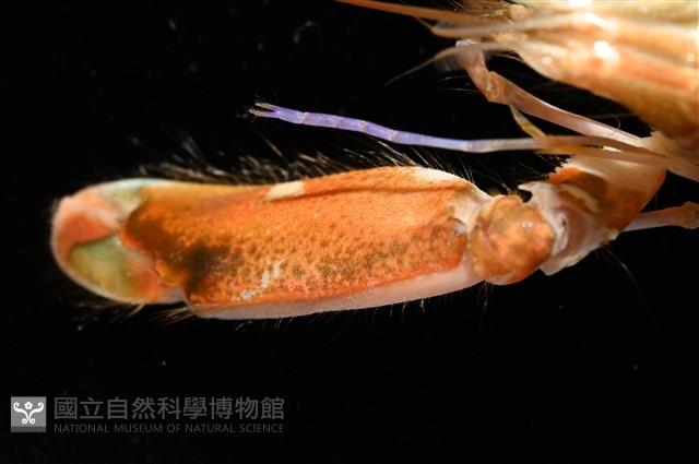 劍脊槍蝦藏品圖，第15張
