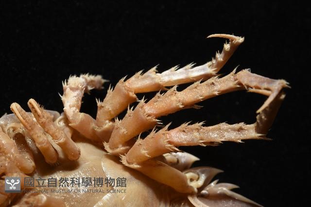 南極劍突水虱藏品圖，第15張