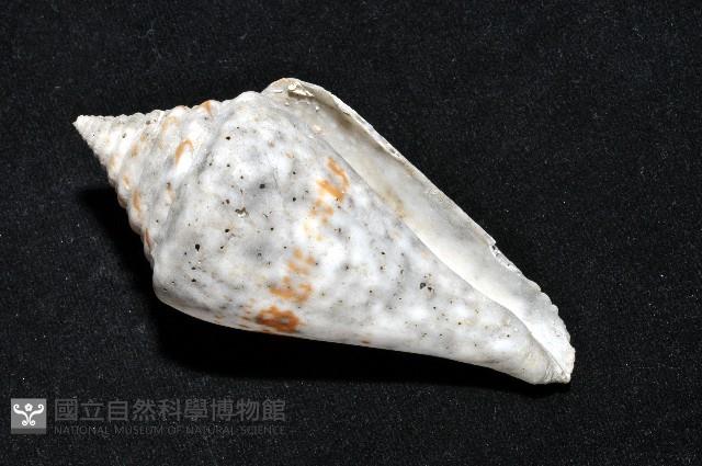 大佛塔芋螺藏品圖，第15張