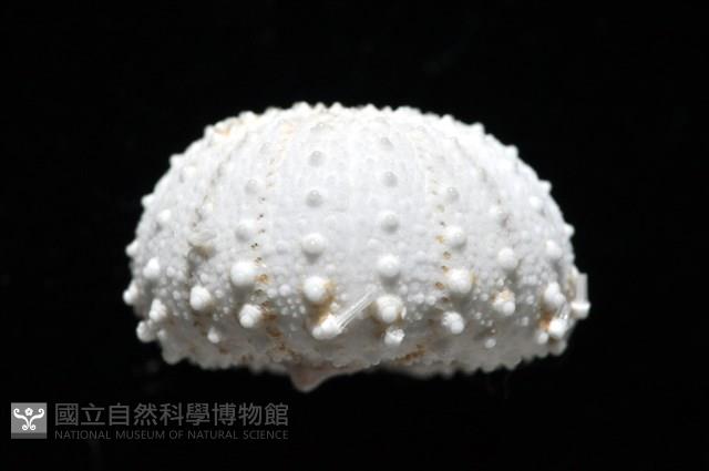 艾氏鋸海膽藏品圖，第15張