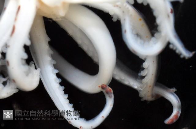 線紋擬鉤腕魷藏品圖，第15張