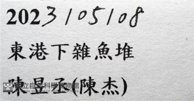 多刺毛刺蟹藏品圖，第15張