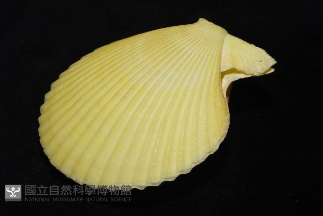 高貴海扇蛤藏品圖，第15張