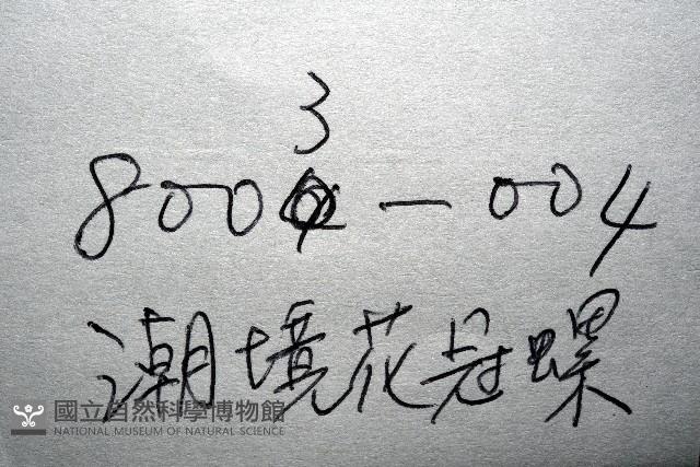 潮境花冠螺藏品圖，第15張