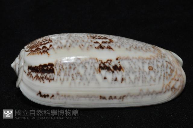 錦綢榧螺藏品圖，第15張
