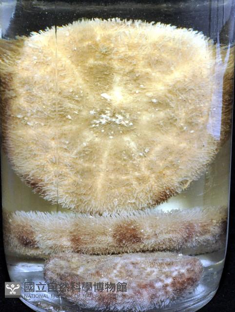 網楯海膽藏品圖，第15張