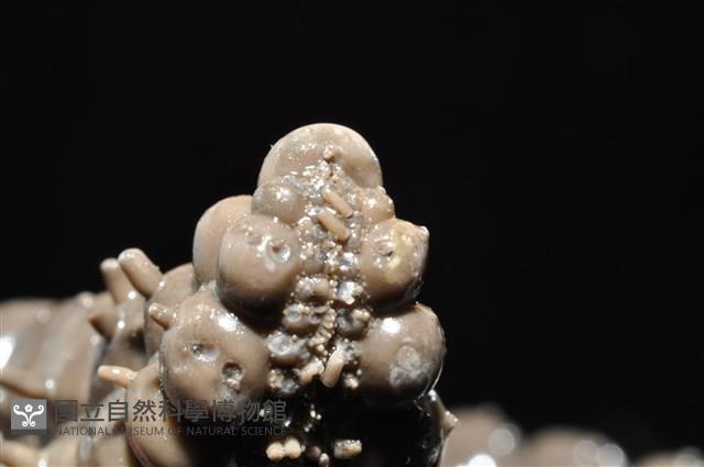 玉緣棘角海星(紫氏麗海星)藏品圖，第15張