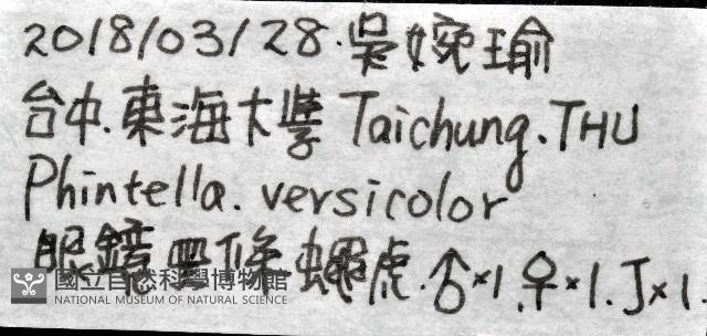 多色金毛蛛藏品圖，第15張