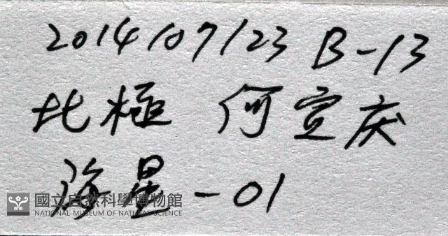 未知種櫛盤海星藏品圖，第15張