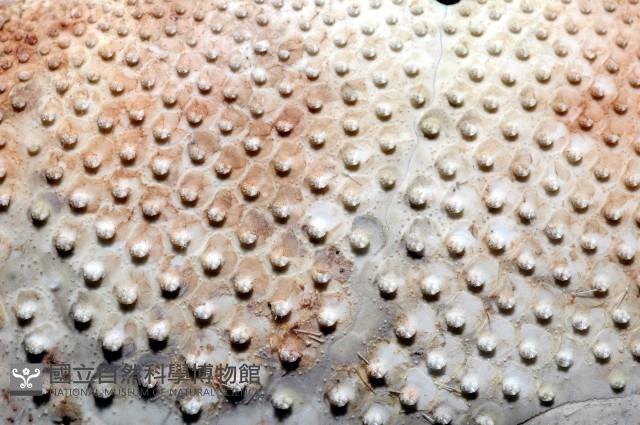 秀麗布萊海膽藏品圖，第15張