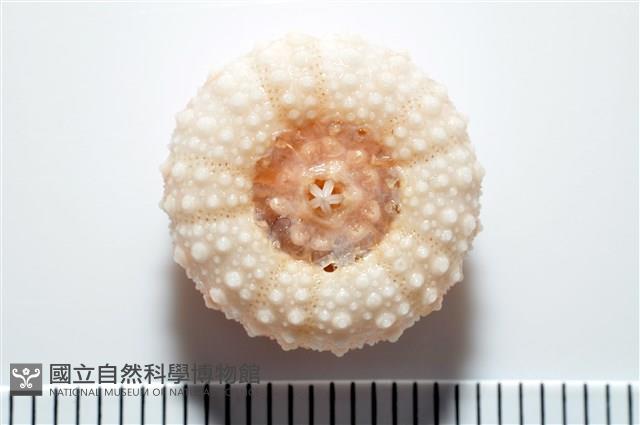 福氏鋸海膽藏品圖，第15張