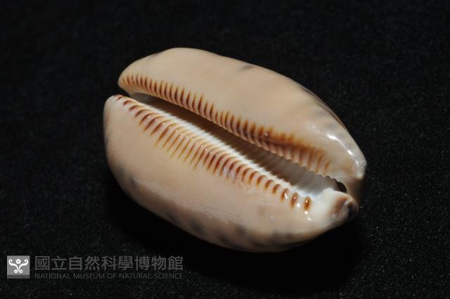 黑網目寶螺藏品圖，第15張
