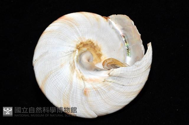 紅翁戎螺藏品圖，第15張